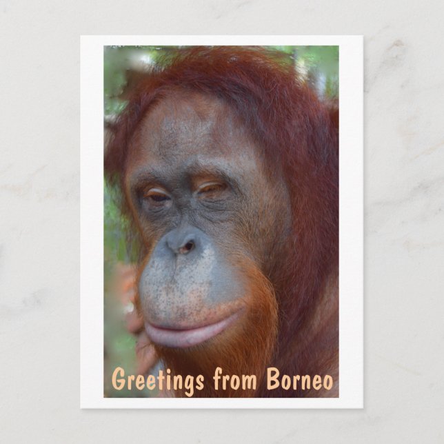Postal Isla de Borneo Orangutan (Anverso)
