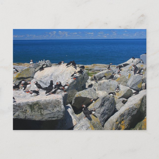 Postal Isla de foca de maquias Atlántico Puffins Razorbil (Anverso)
