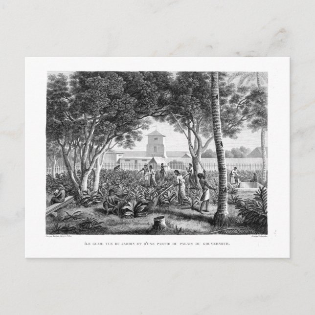 Postal Isla de Guam: Nativos trabajando en el jardín de t (Anverso)