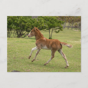 Postal Isla de Pascua aka Rapa Nui