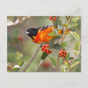 Postal Isla de South Padre, Texas, EE. UU., Oriole de Bal