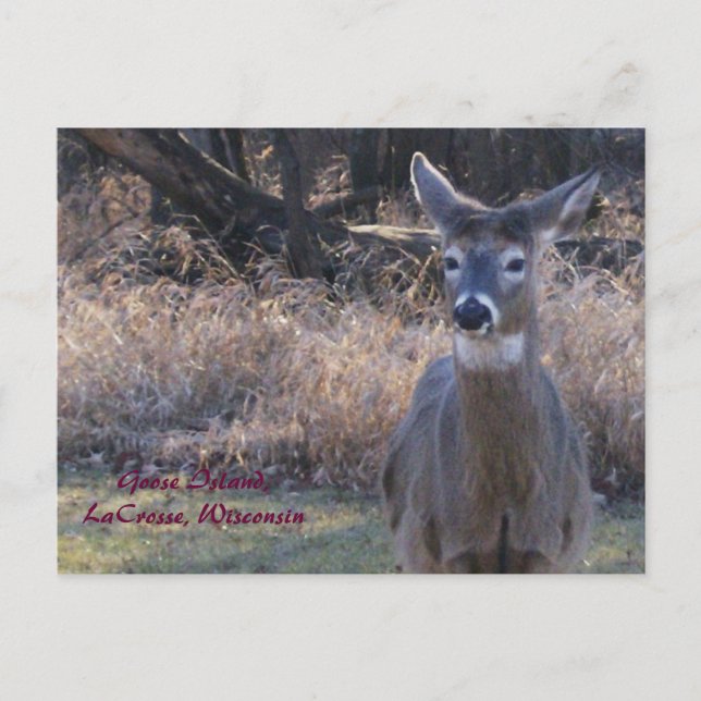 Postal , Isla del ganso, LaCrosse, Wisconsin (Anverso)