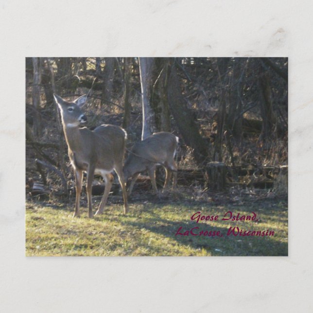 Postal Isla Goose, LaCrosse, Wisconsin (Anverso)