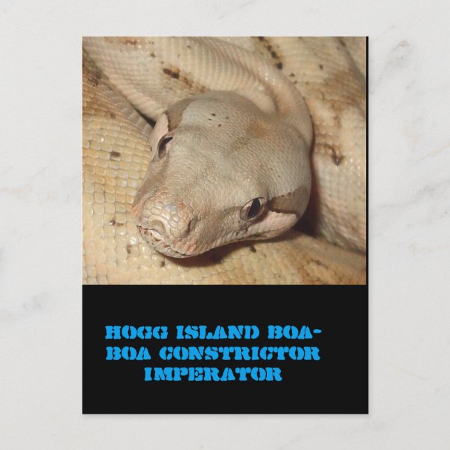 Postal Isla Hogg boa (Anverso)