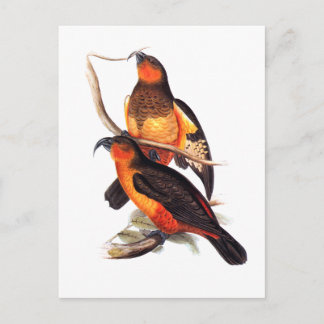 Postal Isla Norfolk Kaka