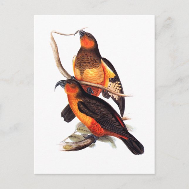 Postal Isla Norfolk Kaka (Anverso)