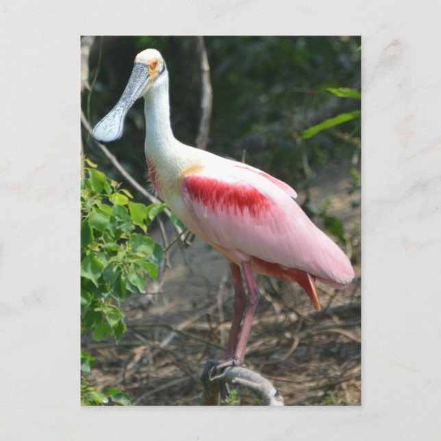 Postal Isla Rosate Spoonbill High de Texas (Anverso)