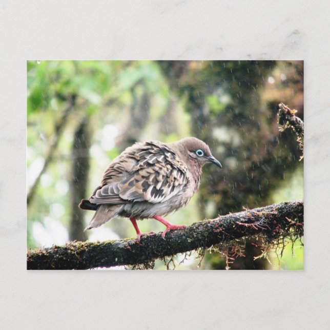 Postal Isla Santa Cruz, Galápagos, pájaro en lluvia (Anverso)