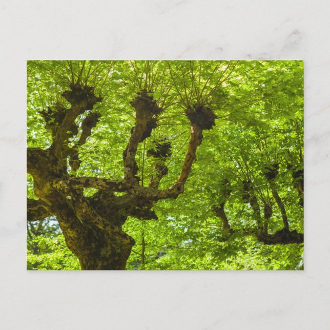 Postal Isla Sao Miguel (Anverso)