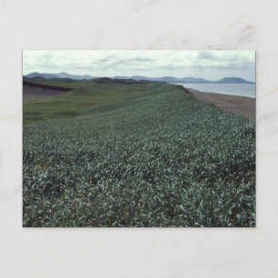 Postal Isla St. Paul, hábitat de dunas de arena Isla Prib