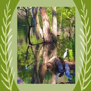Postal Isla St. Simons, GA Lagoon y Egret Postcard