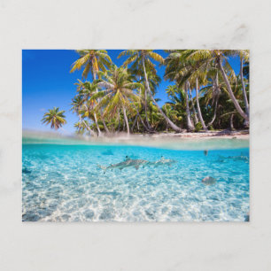 Postal Isla tropical bajo y por encima del agua