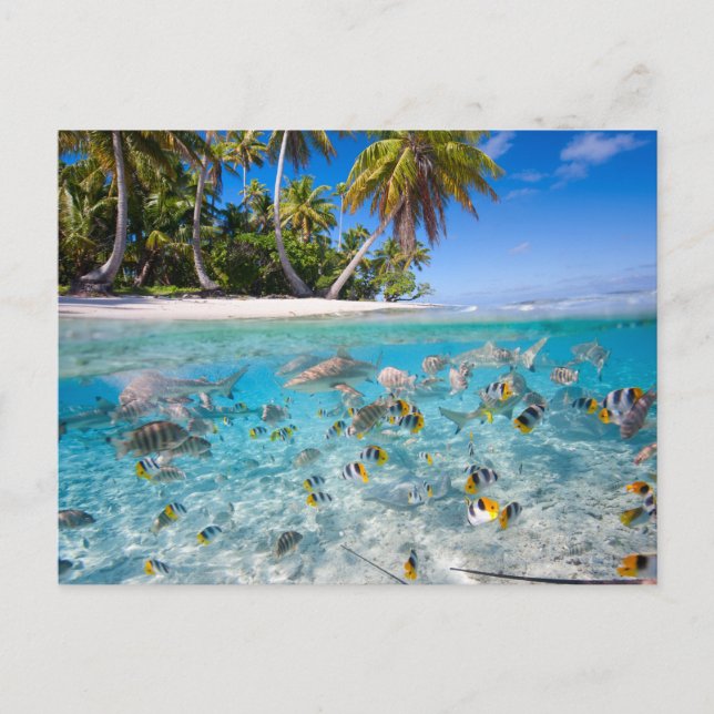 Postal Isla tropical bajo y por encima del agua (Anverso)