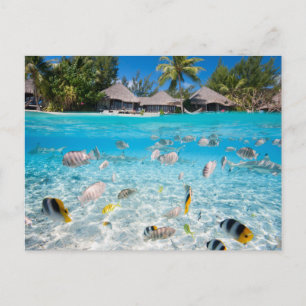 Postal Isla tropical bajo y por encima del agua