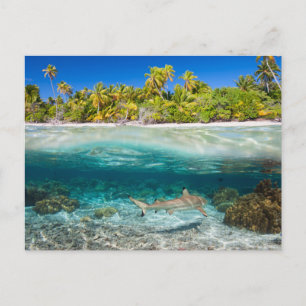 Postal Isla tropical bajo y sobre el agua