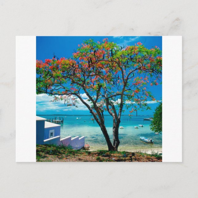 Postal Isla Tropical Escape de Bahamas (Anverso)