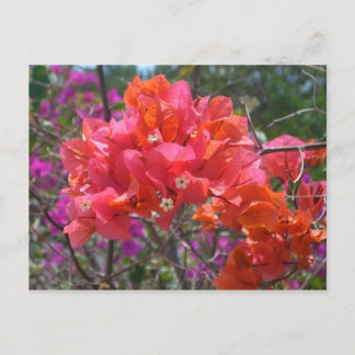 Postal Isla Tropical Rosa Bougainvillea Floral