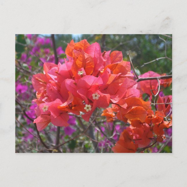 Postal Isla Tropical Rosa Bougainvillea Floral (Anverso)