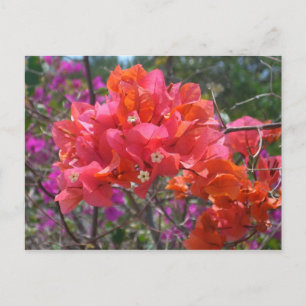 Postal Isla Tropical Rosa Bougainvillea Floral