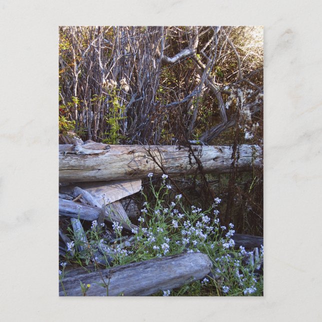 Postal Isla Whidbey 1 (Anverso)