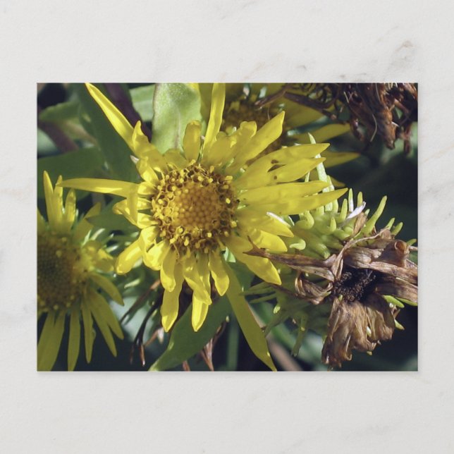 Postal Isla Whidbey 2 (Anverso)