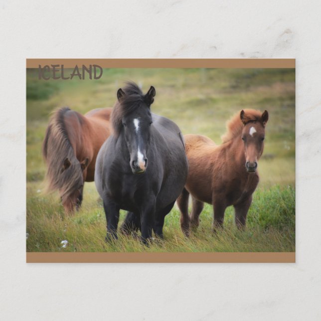 Postal Islandia - Caballos (Anverso)