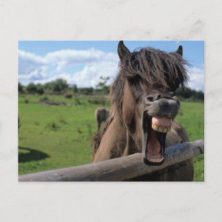 Postal Islandpferd, Isländer