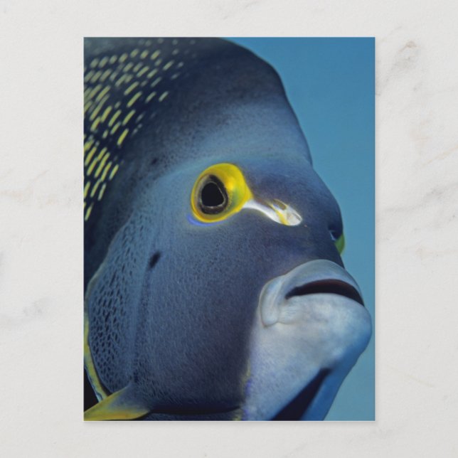 Postal Islas Caimán, Angelfish Pomacanthus (Anverso)