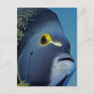 Postal Islas Caimán, Angelfish Pomacanthus