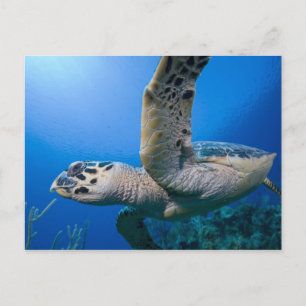 Postal Islas Caimán, Little Cayman Island, Submarino