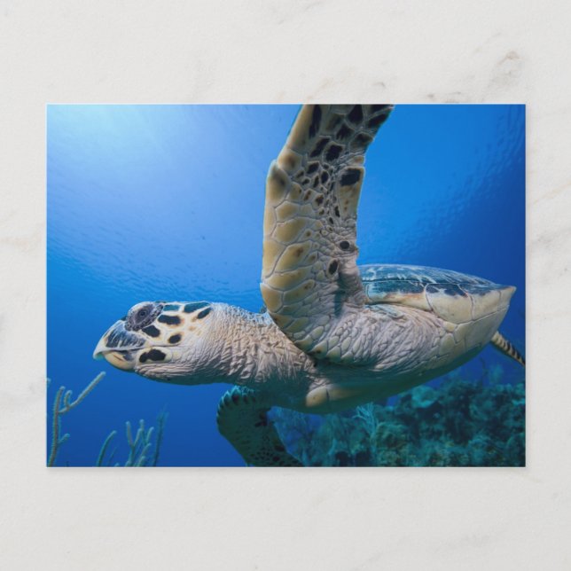 Postal Islas Caimán, Little Cayman Island, Submarino (Anverso)