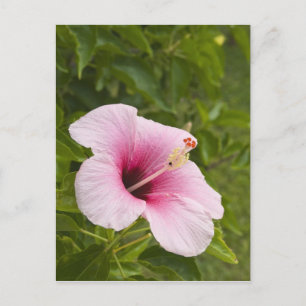 Postal Islas Cook, Atiu. Flor hibiscus.