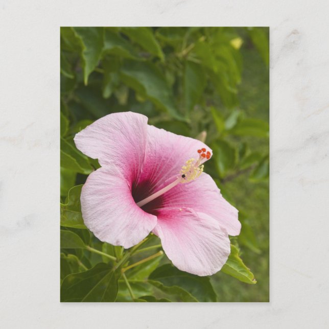 Postal Islas Cook, Atiu. Flor hibiscus. (Anverso)