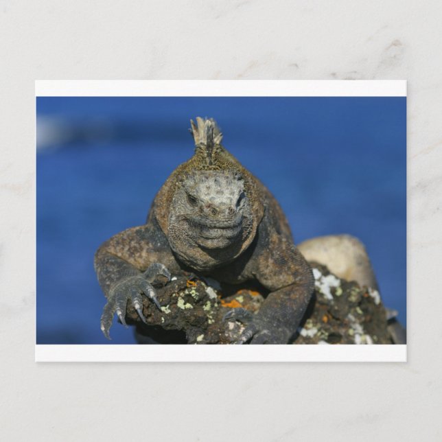 Postal Islas Galápagos (Anverso)