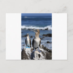 Postal Islas Galápagos con pies azules