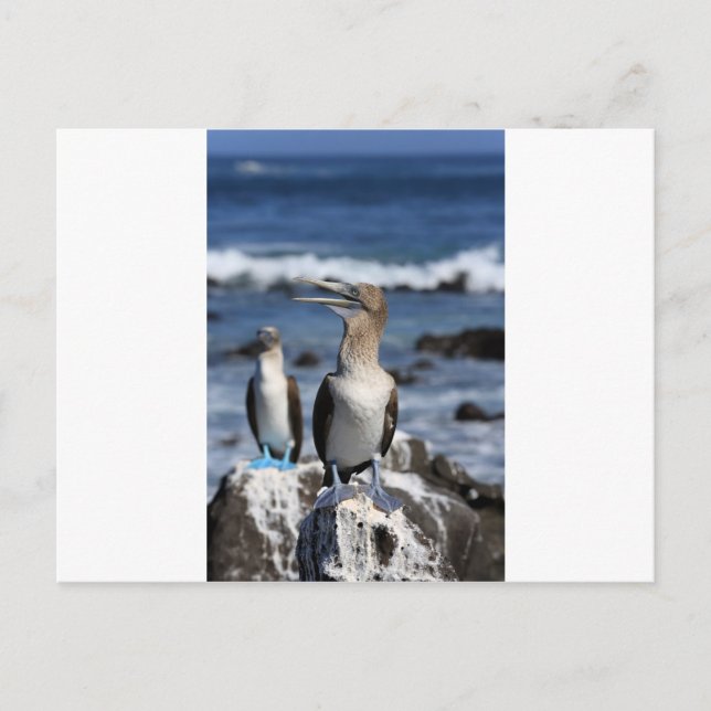 Postal Islas Galápagos con pies azules (Anverso)