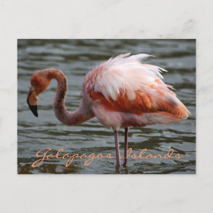 Postal Islas Galápagos Flamingo