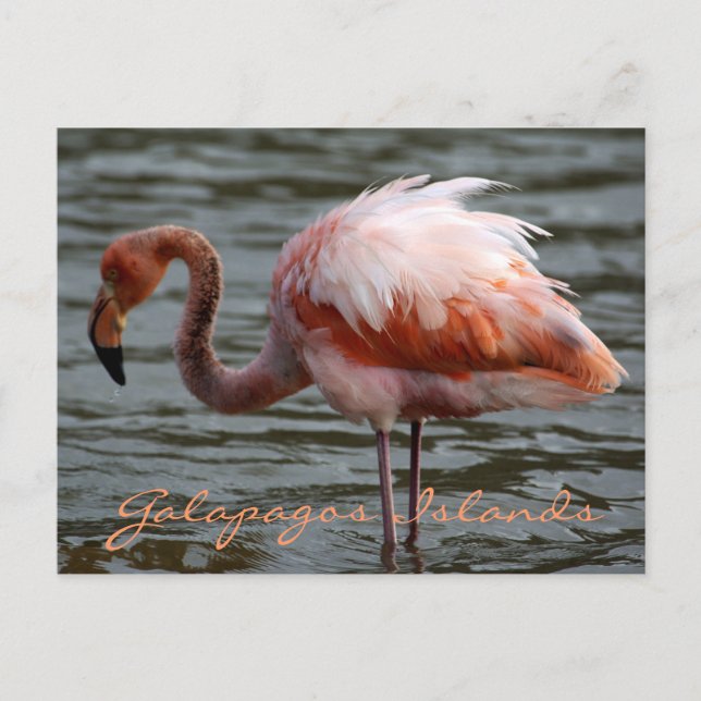 Postal Islas Galápagos Flamingo (Anverso)