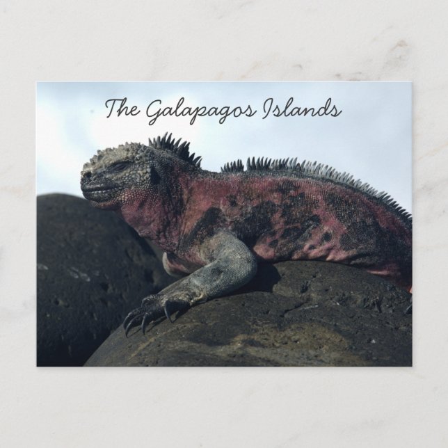 Postal Islas Galápagos Iguana negra (Anverso)