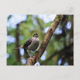 Postal Islas Galápagos Mockingbird, Ecuador