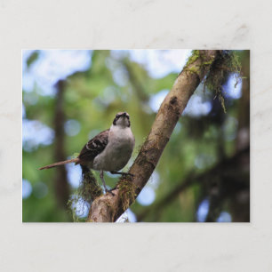 Postal Islas Galápagos Mockingbird, Ecuador