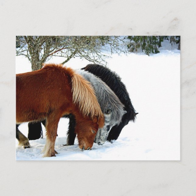 Postal Islas Hästar - Häst (Anverso)