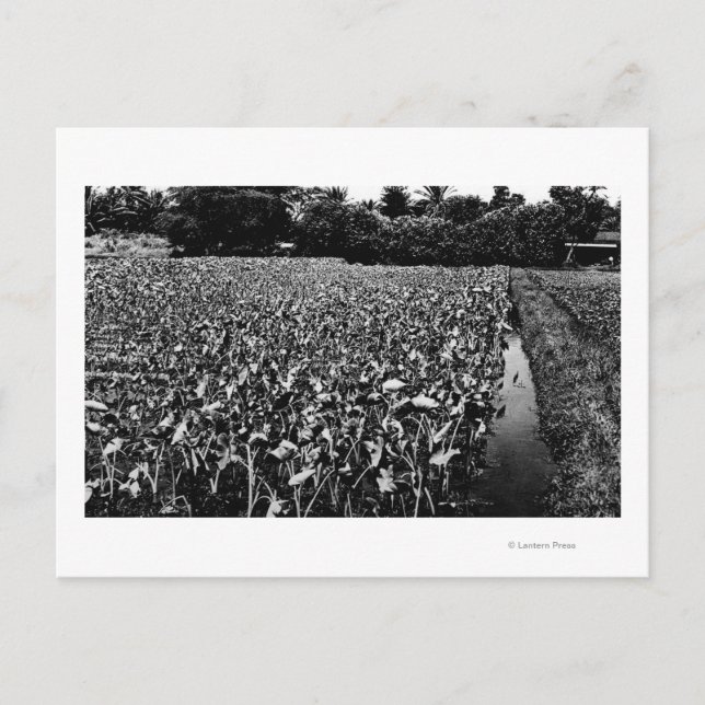 Postal Islas HawaiFotografía de campo de TaroHawaii (Anverso)