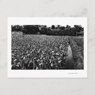 Postal Islas HawaiFotografía de campo de TaroHawaii