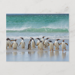 Postal Islas Malvinas. Isla Saunders. Gentoo