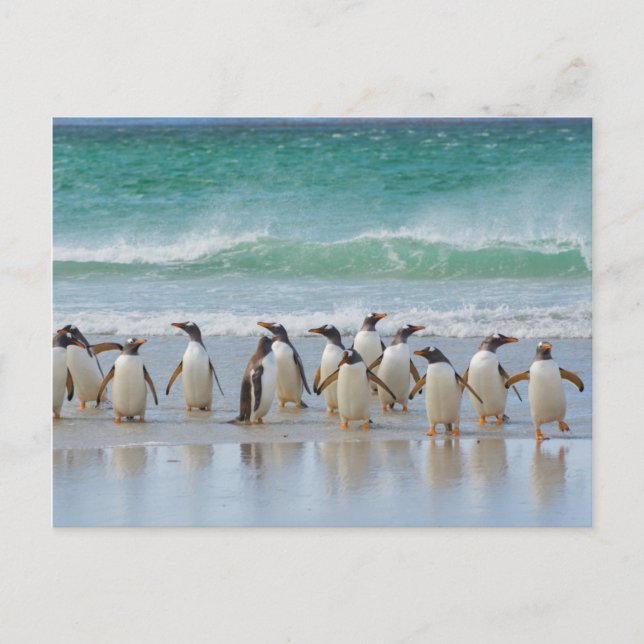 Postal Islas Malvinas. Isla Saunders. Gentoo (Anverso)