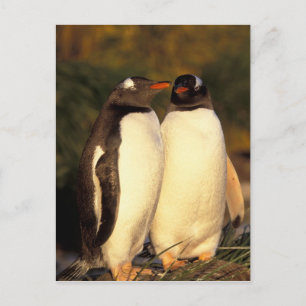 Postal Islas Malvinas. Pingüinos de Gentoo. (Pyroscelis