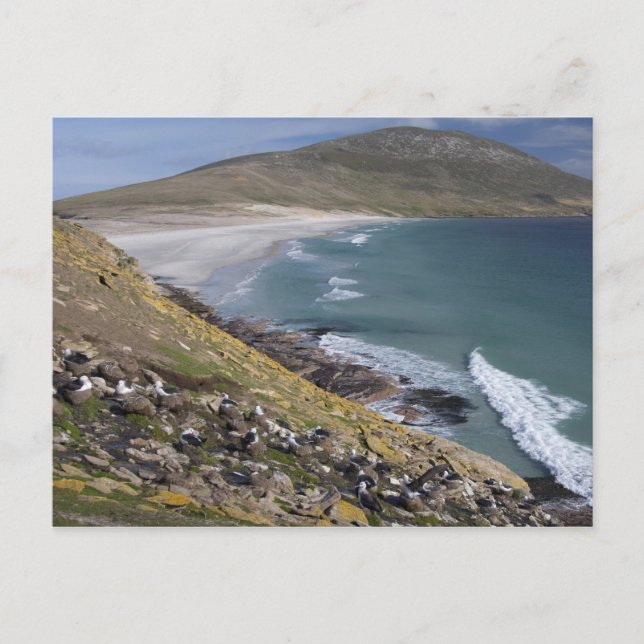 Postal Islas Malvinas, West Falkland, Saunders (Anverso)
