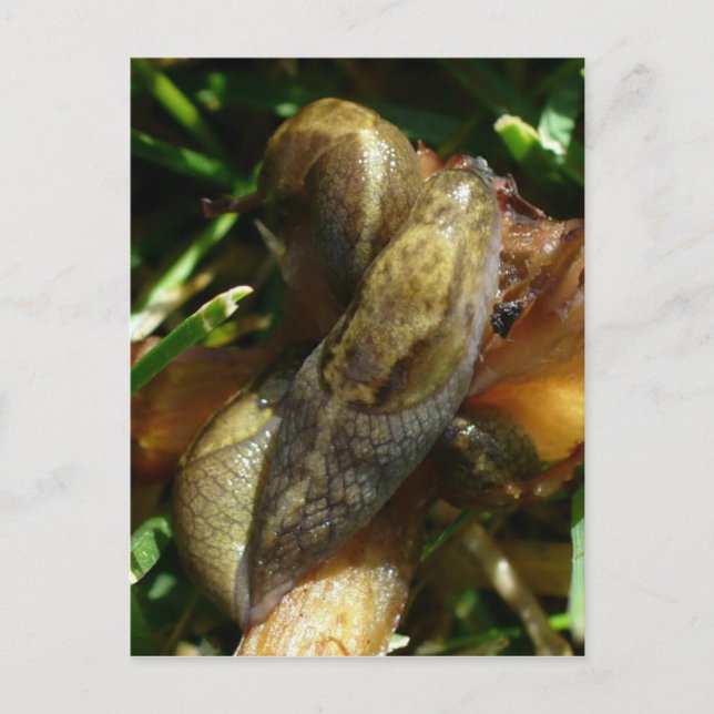 Postal Islas Unalaska (Anverso)