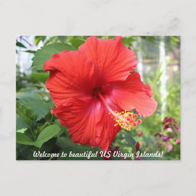 Postal Islas Vírgenes de los Estados Unidos - Hibiscus (Anverso)